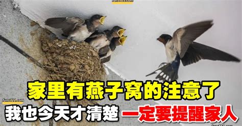 家裡飛來燕子|燕子築巢＝風水寶地 民俗專家：這「4個生肖」準備在。